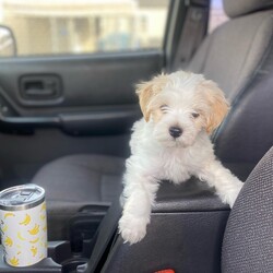 Adopt a dog:Zion /Havanese/Male/Baby,Hi, my name is ZION, and I am the most adorable pure HAVANESE male, TWO MONTHS old at only a tiny 3. 1/2 pounds now. 

My rescue got me as the breeder said I couldn't see from one of my eyes. My foster mom said who cares. I am full of life, running around with the other dogs and learning to play with toys. 

I love everyone and am so well-behaved that I use wee pads and learn to go outside. I also sleep in my foster mom's bed and tell her if I have to get up at night so there are no accidents. 

Neutered wiht all my updated shots and microchip 

Please fill out the application on this link 

https://www.shelterluv.com/matchme/adopt/POSH/Dog