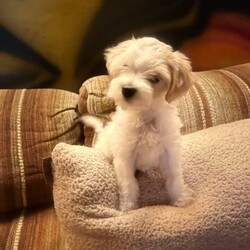 Adopt a dog:Zion /Havanese/Male/Baby,Hi, my name is ZION, and I am the most adorable pure HAVANESE male, TWO MONTHS old at only a tiny 3. 1/2 pounds now. 

My rescue got me as the breeder said I couldn't see from one of my eyes. My foster mom said who cares. I am full of life, running around with the other dogs and learning to play with toys. 

I love everyone and am so well-behaved that I use wee pads and learn to go outside. I also sleep in my foster mom's bed and tell her if I have to get up at night so there are no accidents. 

Neutered wiht all my updated shots and microchip 

Please fill out the application on this link 

https://www.shelterluv.com/matchme/adopt/POSH/Dog