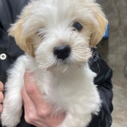 Adopt a dog:Zion /Havanese/Male/Baby,Hi, my name is ZION, and I am the most adorable pure HAVANESE male, TWO MONTHS old at only a tiny 3. 1/2 pounds now. 

My rescue got me as the breeder said I couldn't see from one of my eyes. My foster mom said who cares. I am full of life, running around with the other dogs and learning to play with toys. 

I love everyone and am so well-behaved that I use wee pads and learn to go outside. I also sleep in my foster mom's bed and tell her if I have to get up at night so there are no accidents. 

Neutered wiht all my updated shots and microchip 

Please fill out the application on this link 

https://www.shelterluv.com/matchme/adopt/POSH/Dog