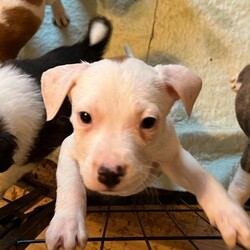 Adopt a dog:carnitas/Canaan Dog/Female/Baby,carnitas is a typical 8 week old puppy - very playful and loveable.