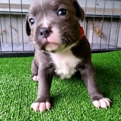 Adopt a dog:Pedigree Staffordshire Bull Terrier English Staffy Pups/Staffordshire Bull Terrier//Younger Than Six Months,Prefix: BlugenisisDogs Qld4100240641Ready 8th MayPic 1 - Green Collar - Emerald FemalePic 2 - Red Collar- Ruby FemalePic 4 - Purple Collar - SOLDPic 3 - Blue Collar - SOLDAll of our puppies are registered with the ANKC and dogs QLD and come with pedigree papers. They are cleared of hereditary diseases through parentage and are DNA swabbed for parentage certificates. They will be wormed from two weeks of age, microchipped, 1st vaccination and fully checked with vet certificate.We also provide a puppy pack to help with settling in.Both parents are very impressive in form, structure and most importantly temperaments. Mum is a loving and devoted companion and comes from champion bloodlines. Dad is fun loving and energising.We are asking $2800, a $500 deposit to secure once you’ve chosen your puppy and the rest can be paid on collection. We are more than happy to send videos, pics and video call. Or please come visit us in Stanthorpe to help with bonding. We are located in Stanthorpe but transport the pups a reasonable distance for pick up/delivery.We are reputable breeders and have always raised our pups inside the home with us, with the pups having constant human interaction and love. We believe when a staffy is included in the home as part of the family, it makes them a much better companion now, and in the long run.We have 2 girls available. They will be ready for their new homes after 8th May.
