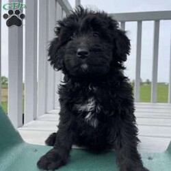 Finley/Mini Bernedoodle									Puppy/Female	/8 Weeks,Our girl Finley is cute as a button!  She is up to date on shots and dewormers and has been given lots of love and attention at our farm! The kids are playing with the puppies and she has been well socialized.  Her dark eyes will make you friends for life right away!