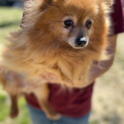 Adopt a dog:Jewell/Pomeranian/Female/Senior,Please note that the listed breeds are just a guess based on the dog's appearance.

Jewell is one of a bunch of dogs who were rescued from a horrible puppy mill. This puppy mill had tons of different dogs of many breeds, all living in their feces, with their hair grown out to the point of not being able to see.
Thankfully, they are safe now. Despite what she has been through, Jewel is a very sweet dog. It takes her a bit to warm up, but when she does, she is very loving and gentle. She has shown no aggression at all. She is around 8 years old.

If interested in adopting Jewell, please fill out our preadoption application https://secondchancerescueinc.godaddysites.com/pre-adoption-application. You can email secondchancerescueinc@gmail.com with any questions or for more information. 

Adoption fee is $450 Which includes all vetting and transport to the location of listing from the rescue in KY.