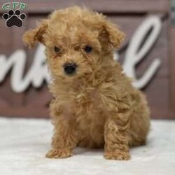 Maggie/Toy Poodle									Puppy/Female	/10 Weeks,Maggie is a super tiny teacup size puppy estimated to be under 6 pounds adult she is very sweet and loving, has been raised with children of all ages and other dogs, Maggie is ready to join her forever home, vet checked healthy up to date on shots, dewormings, microchiped, dewclawed and tail docked. Vet certified, records and akc papers on hand ready for delivery, you can drive or fly in person to Dayton Ohio for pickup, how ever at your request we do offer delivery to your front door steep! Typically $650 extra. We have over 100s of references you will not be disappointed call or text for immediate response.