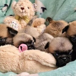 Really gorgeous, pretty PUGINESE puppies/pekingese x pug/Mixed Litter/4 weeks,Adorable PUGINESE puppies (Pug x Pekingese).
Mum a full coated KC registered Pekingese (clipped at moment but a pic of her in her full coat on advert)
Dad a very handsome KC registered Lilac Fawn Pug. PDE clear.
Both Mum and Dad are our family pets, with fun cheerful nature, they are both fantastic with other dogs etc and can be met. Health checked every 6 months.
Mum self whelped this amazing litter, all pups are masked and various shades of fawn, red, silver and cream and will have fluffy coats. The Puppies were born in our bedroom and when around 3/4weeks will be reared in our busy living room, with other dogs, cats and visits from Grandchildren. They will be very well socialised!
Fully wormed from 2 weeks of age up to time of leaving.
Will be precautionary treated with Advocate at 8 weeks to cover any possible internal and external parasites.
Nano Microchippped (with free transfer)
Thoroughly health checked by our Vet.
Partial paper trained ( we try our best)
Very well socialised
Importantly very loved and looked after lavishly.
Licensed Home Breeders ( no kennels here) with our Council as anyone selling puppies legally should be.
Whatsapp videos will be regularly sent to show their development etc.
Holding fee of £300
Boys £1000
Girls £1200
Please ring for more details/whatsapp videos and viewings from 4 weeks
Many thanks