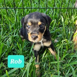 Adopt a dog:Rob/Yorkshire Terrier/Male/Baby,I'm a small little guy but act super tough. I love to rough house with cats and small dogs, still learning how to play with large dogs. My foster momma likes to drop me off at 