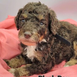 Bruno/Bernedoodle									Puppy/Male	/5 Weeks,The puppies will come fully vet checked, utd on shots, and dewormer, aswell as a 1 year health guarantee. Mom is bernedoodle and dad is poodle so they are considered hypoallergenic and are great for those with allergies or just hate shedding. June 9 is go home day, and if you decide to reserve one I’d need a $250 deposit that goes towards total cost. We are in Lexington Park md if you have any questions at all please let me know �