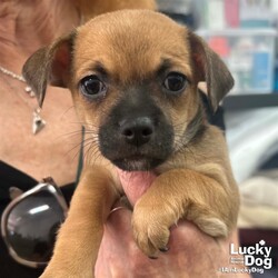 Adopt a dog:Frilly/Chihuahua/Female/Baby,Please contact Sue Caley (suec@luckydoganimalrescue.org) for more information about this pet.Sweet baby girl just wants a loving home!FRILLY NEEDS A FOREVER HOME!!!!
Name: Frilly Best Guess for Breed: Chihuahua/Terrier mix
Best Guess for Age: born 3/30/2023 SEX: female
Estimated Weight (puppies' weights change quickly!): 2 pounds as of 5/10/23
Gets Along With: Most puppies are in the prime of their socialization window and will do well with other dogs, cats and kids so long as they receive patience and proper training.
Currently Living at: DC area foster home
Special Adoption Considerations: Puppies under 6 months of age need to have multiple potty breaks/exercise throughout the day. Potential adopters with a standard 8-hour workday must be willing to make arrangements to meet the needs of their puppy. (proof of hiring or arranging for someone to attend to the puppy 3-4x a day until 4 months old, then at least once a day there after) Trust us, it will make your life so much easier in the long run!
Frilly is Looking For: A family who is home most of the time to care for this baby and once old enough, to to provide long walks and daily trips to the dog park etc. She will reward you with playful puppy antics, puppy licks and lots of happy wiggling tail wagging! (this sweet puppy loves tummy tickles). Of course this is a just tiny baby and will need lots of extra attention, love, training and care! If you have the time, patience and $ that a puppy requires then you won't be disappointed in choosing this baby for your newest family member.
What My Foster Says About Me: These 5 puppies are the MOST adorable and happiest little sweethearts! With patience and training and lots of love, each one will grow into a wonderful family addition. Their Mommy, Frenchy, has been the best and attentive little Mom to them. (My dream is that each one will find a wonderful home and grow old being vetted, trained, cared for and loved for their entire little life)
Puppy Vetting Requirements: Lucky Puppies have had their age appropriate vaccines, but may not yet be 