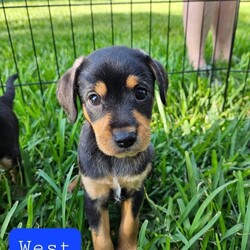 Adopt a dog:West/Yorkshire Terrier/Male/Baby,I'm a small little guy but act super tough. I love to rough house with cats and small dogs, still learning how to play with large dogs. My foster momma likes to drop me off at 