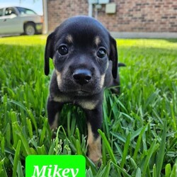 Adopt a dog:Mikey/Yorkshire Terrier/Male/Baby,I'm a small little guy but act super tough. I love to rough house with cats and small dogs, still learning how to play with large dogs. My foster momma likes to drop me off at 