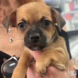 Adopt a dog:Frilly/Chihuahua/Female/Baby,Please contact Sue Caley (suec@luckydoganimalrescue.org) for more information about this pet.Sweet baby girl just wants a loving home!FRILLY NEEDS A FOREVER HOME!!!!
Name: Frilly Best Guess for Breed: Chihuahua/Terrier mix
Best Guess for Age: born 3/30/2023 SEX: female
Estimated Weight (puppies' weights change quickly!): 2 pounds as of 5/10/23
Gets Along With: Most puppies are in the prime of their socialization window and will do well with other dogs, cats and kids so long as they receive patience and proper training.
Currently Living at: DC area foster home
Special Adoption Considerations: Puppies under 6 months of age need to have multiple potty breaks/exercise throughout the day. Potential adopters with a standard 8-hour workday must be willing to make arrangements to meet the needs of their puppy. (proof of hiring or arranging for someone to attend to the puppy 3-4x a day until 4 months old, then at least once a day there after) Trust us, it will make your life so much easier in the long run!
Frilly is Looking For: A family who is home most of the time to care for this baby and once old enough, to to provide long walks and daily trips to the dog park etc. She will reward you with playful puppy antics, puppy licks and lots of happy wiggling tail wagging! (this sweet puppy loves tummy tickles). Of course this is a just tiny baby and will need lots of extra attention, love, training and care! If you have the time, patience and $ that a puppy requires then you won't be disappointed in choosing this baby for your newest family member.
What My Foster Says About Me: These 5 puppies are the MOST adorable and happiest little sweethearts! With patience and training and lots of love, each one will grow into a wonderful family addition. Their Mommy, Frenchy, has been the best and attentive little Mom to them. (My dream is that each one will find a wonderful home and grow old being vetted, trained, cared for and loved for their entire little life)
Puppy Vetting Requirements: Lucky Puppies have had their age appropriate vaccines, but may not yet be 