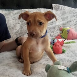 Adopt a dog:Mason/Terrier/Male/Baby,Mason is a 2 month old, 6.3 lb. sweet, loving terrier mix. He is expected to be around 35-40 lbs once he is full grown. He is smart, shy and playful. He is so loving and will crawl right into your lap and flop upside down for belly rubs. He can't get enough stuffed toys to play with and loves digging through the puppy toy box to find his favorite ones. 

Mason is low to medium energy, so he will require daily walks and outside playtime. He would do well with in a laid back, low energy household with a semi-active family that enjoys hiking and going on outdoor adventures, then snuggling up on the couch for cuddle time after.

Mason is dog, cat, and kid friendly. He would do great in a home with kids of any age that he can cuddle and play with. He is very gentle and submissive, and he would fit in great with existing pets in the home. He would also be just fine being the only fur-child as long as he has plenty of time to spend with his human snuggling and playing. 

Mason is kennel trained, and he is currently working on potty training and leash training. He is picking up on potty training quickly and is both food and praise motivated. His ideal home environment would be a house with a fenced in backyard, but he would do well in an apartment, townhouse or condo as long as he gets daily exercise and has a human that is home with him majority of the day to continue his potty training. 

If you are interested in adopting Mason, please fill out an application at: https://www.loveandpuppypawsdogrescue.com/adoption-application. 

Mason is in a foster home in South Texas and will be transported once adopted. Due to his age and size, he will not be neutered before he heads to his forever home. There is a $200 spay/neuter deposit required that is fully refundable once the procedure is completed. He cannot be adopted in Canada at this time.

TRANSPORT: Currently we have monthly transports. It will be up to the adoptive family to meet the transport to pick up your new family member. Please be advised that our dogs are adopted to their forever families prior to being transported. Unfortunately at this time, we cannot bring dogs for a typical meet and greet situation, due to the extensiveness of the transport distance and it being unfair for the dogs who are not adopted to have to make the trip back.

Please be advised that applications are reviewed in the order that they are received. To ensure we are honoring the dogs that we have committed to helping, we do have policies and procedures in place that we follow when reviewing adoption applications. LAPP Dog Rescue is ran 100% by volunteers, so please be mindful that when you submit an application that it can take a few days to be reviewed. Submitting an application is not a confirmation that the adoption will be approved/completed. Before submitting the application, please read the FULL description on PetFinder describing the dog's personality, energy level, housing requirements and our policy on meet and greets.

The total cost to adopt is $830, which includes a $400 adoption fee, $230 transport fee, and a $200 refundable deposit. The adoption fee includes all age appropriate vaccinations, microchip, flea/tick/heartworm prevention, dewormer, and health certificate from a licensed veterinarian.