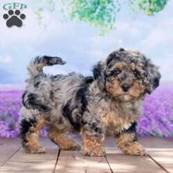 Queen  (F1b)/Mini Bernedoodle									Puppy/Female	/9 Weeks,I am Queen, looking for my furever home. I’m just small and compact, with my unique marking. My expected weight is 15 to 20 lbs. I love my belly rubs and play-time with my litter mates. Very well socialized and a good start on potty-training.  For more info contact Cletus or Eva, today.