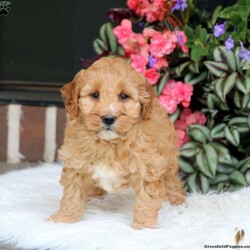 Chance/Mini Goldendoodle									Puppy/Male	/8 Weeks,This perfectly adorable F1B Miniature Goldendoodle puppy is ready to meet his forever family! Chance is a sweet little fella who will bring all the fun and cuddles to your home! He has been checked by the vet and is up to date on shots and de-wormer. Plus, the breeders are providing both a 30 day health guarantee and an extended genetic health guarantee for this wonderful puppy. To arrange a time to meet Chance and find out how you can welcome him home, please call Moses and Kathryn today!