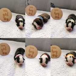 Purebred Pedigree Boston terrier puppies available from 13th July 2023/Boston Terrier//Younger Than Six Months,Shades of tuxedo's is happy to announce the arrival of our newest Boston terrier litter.We have 4 boys and 2 girls, they were born on the 18th may and will be ready to go to their forever families from the 13th July.All puppies come with MDBA pedigree papers marked not for breeding or showing!DNA cleared for JHC by parantage, Vet checked with fit for sale health certificate, wormed every 2 weeks, microchipped, vaccinations, 6 weeks free puppy insurance and we also send all puppies with a complimentary puppy pack to ensure they get off to the best start with their new families.If you are interested we are taking expression of interest now so please contact us 
