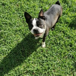 Purebred Pedigree Boston terrier puppies available from 13th July 2023/Boston Terrier//Younger Than Six Months,Shades of tuxedo's is happy to announce the arrival of our newest Boston terrier litter.We have 4 boys and 2 girls, they were born on the 18th may and will be ready to go to their forever families from the 13th July.All puppies come with MDBA pedigree papers marked not for breeding or showing!DNA cleared for JHC by parantage, Vet checked with fit for sale health certificate, wormed every 2 weeks, microchipped, vaccinations, 6 weeks free puppy insurance and we also send all puppies with a complimentary puppy pack to ensure they get off to the best start with their new families.If you are interested we are taking expression of interest now so please contact us 