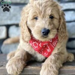 Marlo/Mini Goldendoodle									Puppy/Male	/9 Weeks,To contact the breeder about this puppy, click on the “View Breeder Info” tab above.
