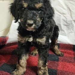 Adopt a dog:Stash/Poodle/Male/Baby,He is located here at our rescue in Mississippi and can be transported to the north east. His fees will cover all vetting, neuter, deworming, microchip and transportation. if interested please email coastpetadoptions@gmail.com and put his name in the subject area.

We are unable to adopt to MA,ME and RI residents at this time.