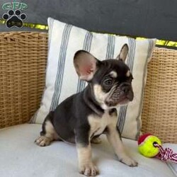 Winston/French Bulldog									Puppy/Male	/11 Weeks, Winston is a playful charming fellow! Has four panel health clear and is very social. This handsome fellow carries Isabella and d. Both parents have UK bloodlines.
