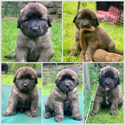 Leonberger puppies KC registered/Leonberger/Mixed Litter/6 weeks,We have a litter of KC registered Leonberger puppies born on 14/04/23 and ready to start their new adventures from 9th June.
All puppies will be vet checked at seven weeks of age. They have been wormed every two weeks with Drontal solution.
Puppies are all microchipped and registered with Animal tracker.
Puppies will take with them a good pack that they have been weaned on and their scent blanket to help them settle.
We provide a documented puppy pack along with a contract of sale. We offer a lifetime is support.
Please see our Facebook page Varkata Labradors and Leonbergers for daily videos.

We are now welcoming puppy visits when you can also meet both parents.
Council licensed breeders accredited with 5 stars.
Issued by Scarborough Borough Council.
Licence number AWL0040/40391