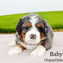 Baby Blue/Mini Bernedoodle									Puppy/Male	/5 Weeks