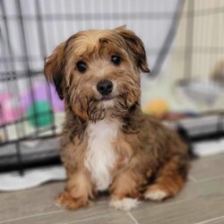 Adopt a dog:M&M/Havanese/Male/Baby,You can fill out an adoption application online on our official website.

Hi, I'm M&M and I am the fluffiest guy you'll ever meet! I am handsome, playful, and 100% good boy! I love toys, especially those little squeaky ones! I'm used to other dogs and people - love kids! Like a typical puppy, I am friendly, super playful and then crash hard. I'm working on my training and I'm coming along nicely but need a family committed to continuing to train me. In return I promise to give a lifetime of love to my new family! I want to add that I am NOT hypoallergenic.

If you are up for the adventure of raising a puppy, please visit our website for our adoption process requirements, fees, and application https://www.kgarl.org/info/adoption

Adoption Fee:$800

KGARL'S Adoption Fee Includes:

*Spay or Neuter Surgery
*Microchip with lifetime registration
*Heartworm Test
*Ehrlichiosis Test
*Lyme Test
*Anaplasmosis Test
*Rabies Vaccine
*DHPP Vaccine
*Bordetella (Kennel Cough) Vaccine
*Deworming
*Up to Date on Heartworm Prevention
*Up to Date on Flea and Tick Prevention
*General Wellness Check
*Grooming
*Collar
*Sample of Pet Food