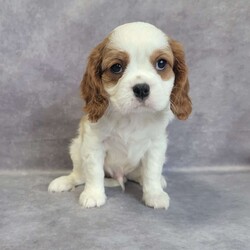 Sam/Cavalier King Charles Spaniel									Puppy/Male	/8 Weeks,AKC registered / Genetically tested Parents – Happy and healthy – Cavalier King Charles – Up to date on and deworming – Microchipped – 6 month health/1 year genetic guarantees(1yr/2yr if you remain on recommended food)- Full vet examination Call/text/email to schedule a time to come out and visit. We can ship to you, or can meet you at our airport. We can also meet in between if a reasonable distance.