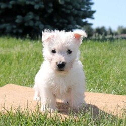 Wesley/Scottish Terrier									Puppy/Male	/8 Weeks