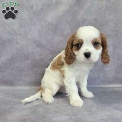 Sam/Cavalier King Charles Spaniel									Puppy/Male	/8 Weeks,AKC registered / Genetically tested Parents – Happy and healthy – Cavalier King Charles – Up to date on and deworming – Microchipped – 6 month health/1 year genetic guarantees(1yr/2yr if you remain on recommended food)- Full vet examination Call/text/email to schedule a time to come out and visit. We can ship to you, or can meet you at our airport. We can also meet in between if a reasonable distance.