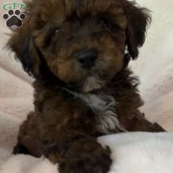 Mocha/Lhasa-Poo									Puppy/Female	/8 Weeks,From the tip of her nose to the tip of her toes, this baby is full of love and puppy kisses! With a big heart and sweet personality, she will steal your heart! She has been house raised and had the needed puppy shots and dewormers, is vet checked, and comes pre-spoiled! We love this fur baby so much! She is easy to love on and she is so cuddly! We know you will have so much fun when you are with this special baby.This charming puppy will add so much joy and happiness to your heart and home! Call or text today to adopt the puppy of your dreams! 