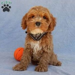 Cooper (F1b)/Cavapoo									Puppy/Male	/10 Weeks,Prepare to fall in love!!! My name is Cooper and I’m the sweetest little F1b cavapoo looking for my furever home! One look into my warm, loving eyes and at my silky soft coat and I’ll be sure to have captured your heart already! I’m very happy, playful and very kid friendly and I would love to fill your home with all my puppy love!! I am full of personality, and ready for adventures! I stand out above the rest with my beautiful curly, red coat!!… I will come to you vet checked and up to date on all vaccinations and dewormings . I come with a 1-year guarantee with the option of extending it to a 3-year guarantee and shipping is available! My mother is Tammy, a 17# cavapoo with a heart of gold and my father is Clifford, an AKC 8# red mini poodle! I will grow to approx. 11-13# and I will be hypoallergenic and nonshedding! !!… Why wait when you know I’m the one for you? Call or text Martha to make me the newest addition to your family and get ready to spend a lifetime of tail wagging fun with me! (7% sales tax on in home pickups)