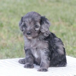 Tripp/Cavapoo									Puppy/Male	/5 Weeks