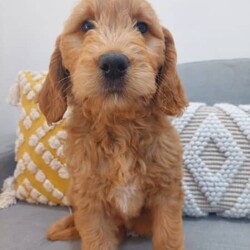 10 week old male Groodle - Ready for his forever home!///Younger Than Six Months,Great Southern Groodles is a truly ethical and responsible family boutique breeder. We plan our puppies years in advance and produce two litters per year. We have two beautiful Golden Retrievers and a very handsome stud standard poodle. They are the very best of friends, play with our young children and come on holidays with us!We are unique in that we utilise the services of a Professional Trainer to complete a Behavioural Assessment on each puppy to ensure we match them to the right home. We go to every length to begin training with our puppies, including loose lead walking, toilet training, crate training and early socialisation. We work under the guidance of our vet and puppies will be vaccinated on schedule. Our puppies spend their days playing in the garden, relaxing, playing in the sandpit and jumping in the paddling pool. We introduce a range of sights, sounds, smells and activities of daily living to ensure our puppies are confident and well accustomed to family life.Puppies go home with 6 weeks insurance, health guarantees, a lifetime rehoming policy, a blanket, toys and bag of food. More than that, we spend time getting to know you, building a relationship, providing education and support in how to set your home up and prepare for a puppy. We arm you with a range of information and problem solving tactics and you can be confident the puppy you bring home will be pawfect for you.Please see our website www.gsgroodles.com or find us on www.facebook.com/greatsoutherngroodles