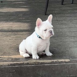 Dozer/French Bulldog									Puppy/Male	/9 Weeks,Wow! The puppies in this litter surpassed my expectations so much so I have kept 2 of them for my future breeding program.