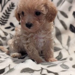 Ava/Maltipoo									Puppy/Female	/7 Weeks