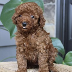 Ivy/Toy Poodle									Puppy/Female	/8 Weeks