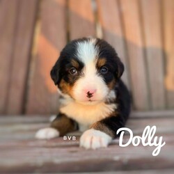 Dolly/Bernese Mountain Dog									Puppy/Female	/7 Weeks