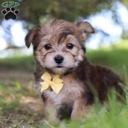 Omar/Morkie / Yorktese									Puppy/Male	/7 Weeks,A cutie like this is a rare find! Omar has the typical, teddy bear face and endearing demeanor of a Morkie. This designer breed has won the hearts of millions for their feisty personalities and portable size. We have trouble saying no to him, because look at that face! His coat is in fact, as silky soft as it looks. Their knack for bringing smiles to the faces of everyone they meet has ensured that these pups have received endless love and attention since birth. This has allowed them to become highly socialized and very adaptable.