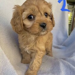 Adorable Toy Cavoodles - All girls /Poodle (Toy)//Younger Than Six Months,We are thrilled to announce we have an adorable litter of F1 toy cavoodles available!5 girls - (girl 2 sold)1 of the girls is a beautiful short coat.All apricot colouring with white markings.Born on the 10th of April these super cute pups will be ready to join their new families from the 5th of June at 8 weeks old.Mums name is Ruby. She is a beautiful purebred Ruby King Charles Cavalier. She weighs 6.5 kgs.Dads name is Banjo. He is a striking purebred Toy Poodle weighing 4.5 kgs. He is 100% DNA cleared.Orivet paperwork will be shown at viewing.Both mum and dad are pictured.All puppies will be microchipped, wormed every 2 weeks and vaccinated with a full vet health check. You’ll receive a copy of these documents along with your puppy pack.Toilet training has commenced.To help your puppy settle into their new home your puppy pack will contain:Puppy foodA blanket with mum’s scentPuppy padsPuppies favourite toyAll puppies have been raised in a loving family environment and will be well socialised with adults, children and other doggos.Toy cavoodles are lively but with an even temperament and are very affectionate companions. They enjoy being part of the family unit and love to participate in the activities of the day. Toy Cavoodles have a very gentle nature and make wonderful companions for children.Coats are non-shedding and hypoallergenic. These doggos are small in size and perfect for indoors.Looking for serious enquiries only as we are dedicated to finding these gorgeous pups only the best of homes. The chosen families will be provided with regular updates and pics of their future furever baby. We will also be updating pics on gumtree as they grow.We also encourage you to come visit and play with your new fur baby so you can start to bond with each other.No messages via gumtree please.Reach out to us via text on ******** 583 if you’d like to enquire about a puppy. We can then schedule a time to chat on the phone. REVEAL_DETAILS We look forward to hearing from you!Text: ******** 583 REVEAL_DETAILS QDBR (Queensland Dog Breeders Registry) BIN0008449116644Member of Responsible Pet Breeders AssociationRPBA 2442Microchip numbers will be updated when pups are 6 weeks. 