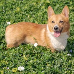 Adopt a dog:Dior/Pembroke Welsh Corgi/Male/Adult,This is our adoptable dog...if you or anyone you know is interested in adopting this dog please contact: DogGoneInn@Yahoo.com

Name: 		Dior
Gender: 	Neutered 
Color:		Red/White
DOB:		06/01/2020
Breed:		Pembroke Welsh Corgi
Weight:	20 lbs
Notes: 	I am an owner surrender from NYC with no reason given. I previously lived with adults, children and dogs.  Cats are unknown.  I get intimidated by large dogs and do best with ones that are my size.  I also don't like to share my food, but I will share toys! 

There is an adoption process along with a donation. 

*Please submit an application here: http://goo.gl/forms/XPuk6w9615GXqo0x2

*Please email to set up an appointment DogGoneInn@Yahoo.com or (315) 728-9344 or www.DGIPaws.org or www.DogGoneInn.com

Don't forget to like and follow us on Facebook, we get new animals in regularly.

Thank you for choosing rescue!