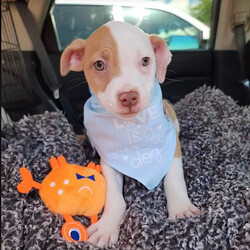 Adopt a dog:Texas/Pit Bull Terrier/Male/Baby,Texas is a 2.5 month old, 8 lb. sweet, cuddly terrier mix. He is expected to be around 35 lbs once he is full grown. He is the sweetest little runt of the siblings. But don’t let his size fool you, he got his name cause his heart is as big as the size of Texas. The second he sees you his tail goes into overdrive and he just wants to show you how much he loves you by giving you the sweetest puppy kisses. He loves to be picked up and held, and he will just melt into your body for snuggles. He loves spending time with his people, so if you are looking for a pup that will be your side kick on every adventure or just snuggling up on the couch with, Texas if your guy. 

Texas is low to medium energy, so he will require daily walks and outside playtime, then he is ready to cuddle up with his human for a relaxing nap after. He would do well in a laid back, low energy household where he would be able to lounge around with his humans and go on a couple of leisurely walks each day. He would be happy to go on longer adventures hiking and exploring the outdoors, but he isn't going to need that type of strenuous daily exercise. He will play with toys and his siblings, but boy does he love his snuggles with his favorite humans! 

Texas is dog, cat, and kid friendly. He is on the calmer side compared to most of his siblings, so he would do great in a home with kids of any age that he can cuddle and play with. He would fit in great with existing pets in the home as he is sweet and submissive, but he would be just fine being the only fur-child as long as he has plenty of time to spend with his human. He lives with both cats and dogs in his foster home and does great with them all. This sweet boy loves everyone he meets. 

Texas is kennel trained, and he is currently working on potty training and leash training. He is picking up on potty training quickly and is motivated by both praise and food. His ideal home environment would be a house with a fenced in backyard, but he would do well in an apartment, townhouse or condo as long as he gets daily exercise and has a human that is home with him majority of the day to continue his potty training. 

If you are interested in adopting Texas, please fill out an application at: https://www.loveandpuppypawsdogrescue.com/adoption-application. 

Texas is in a foster home in South Texas and will be transported once adopted. Due to his age and size, he will not be neutered before he heads to his forever home. There is a $200 spay/neuter deposit required that is fully refundable once the procedure is completed. He cannot be adopted in Canada at this time.

TRANSPORT: Currently we have monthly transports. It will be up to the adoptive family to meet the transport to pick up your new family member. Please be advised that our dogs are adopted to their forever families prior to being transported. Unfortunately at this time, we cannot bring dogs for a typical meet and greet situation, due to the extensiveness of the transport distance and it being unfair for the dogs who are not adopted to have to make the trip back.

Please be advised that applications are reviewed in the order that they are received. To ensure we are honoring the dogs that we have committed to helping, we do have policies and procedures in place that we follow when reviewing adoption applications. LAPP Dog Rescue is ran 100% by volunteers, so please be mindful that when you submit an application that it can take a few days to be reviewed. Submitting an application is not a confirmation that the adoption will be approved/completed. Before submitting the application, please read the FULL description on PetFinder describing the dog's personality, energy level, housing requirements and our policy on meet and greets.

The total cost to adopt is $830, which includes a $400 adoption fee, $230 transport fee, and a $200 refundable deposit. The adoption fee includes all age appropriate vaccinations, microchip, flea/tick/heartworm prevention, dewormer, and health certificate from a licensed veterinarian.