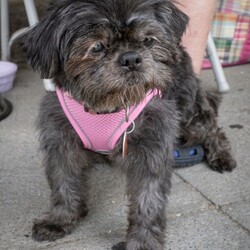 Adopt a dog:Breanna/Shih Tzu/Female/Senior,Breanna:  Shih Tzu, spayed female, 17 yrs. old (although you wouldn't know it activity or looks wise.)

notes:  Breanna's mistress was forced to surrender her two dogs (both of which we took) due to her own health issues.    The Fact that Breanna is so cute and sweet, we felt that we could find her the right home, despite her age.

For more information, please Call Jennifer:  518-664-3450

CDHA does not adopt to families with children under 5 years of age, people under the age of 21 nor people in transition, e.g., college students. 

Adopters must live within an hour drive of Albany, NY. 

The adoption application can be found at: https://cdha.net/pets-for-adoption/adoption-application/. Submitting an application does not commit you to adopt a dog nor does it guarantee you will be approved to adopt.