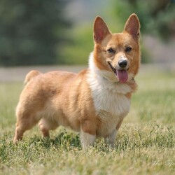 Adopt a dog:Dior/Pembroke Welsh Corgi/Male/Adult,This is our adoptable dog...if you or anyone you know is interested in adopting this dog please contact: DogGoneInn@Yahoo.com

Name: 		Dior
Gender: 	Neutered 
Color:		Red/White
DOB:		06/01/2020
Breed:		Pembroke Welsh Corgi
Weight:	20 lbs
Notes: 	I am an owner surrender from NYC with no reason given. I previously lived with adults, children and dogs.  Cats are unknown.  I get intimidated by large dogs and do best with ones that are my size.  I also don't like to share my food, but I will share toys! 

There is an adoption process along with a donation. 

*Please submit an application here: http://goo.gl/forms/XPuk6w9615GXqo0x2

*Please email to set up an appointment DogGoneInn@Yahoo.com or (315) 728-9344 or www.DGIPaws.org or www.DogGoneInn.com

Don't forget to like and follow us on Facebook, we get new animals in regularly.

Thank you for choosing rescue!