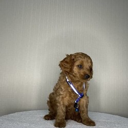 Adopt a dog:Quality Ruby TOY CAVOODLE ready to go /Poodle (Toy)//Younger Than Six Months,PUPPIES ARE READY TO GO NOW