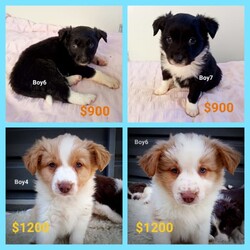 Adopt a dog:Border Collie purebred puppies/Border Collie//Younger Than Six Months,BORDER COLLIE long coat purebred pups. Superb colour and markings. Parents are family pets and non-working lines.Many pups for sale from multiple litters. Priced from $900 to $2500. More photos and videos available on request to genuine enquiries.Pups will be vet health checked, wormed every 2 weeks, C3 vaccinated and microchipped. They will come with all health documents and a puppy pack including starter food, blanket and information sheet. They will also be weaned on to puppy food.Pups are showered in love and affection, and socialised with small children, sounds and other animals in our rural family setting from birth. They are perfect weight, very healthy and happy, social little bundles of cuteness teeming with character and will make a lovely addition to the right household. We put a lot of time and effort into the pups to ensure you get the ultimate companion dog. Owners of our past puppies constantly tell us what wonderful companions they have.Our ownership process is transparent and we are always available to answer your questions. We also encourage future owners of puppies to contact us anytime with any questions during the settling in phase at the new home and as the puppy grows.Border Collies are highly intelligent, energetic breeds that require daily activity, stimulation and crave human companionship. They also require active owner/s or a large yard to provide them with the daily exercise they need.Please send message with your contact number and a little about your lifestyle and environment and we will call you back. We want to know that our puppies are going to suitable, loving homes. Video call/face chat is available.We are experienced and ethical breeders of only purebred, pet quality Border Collies located in the upper Hunter about 3.5 hours north west of Sydney. We breed directly for pet owners and do not sell to the retail pet trade and do not breed working lines dogs.We can arrange transport within NSW and interstate at buyers cost. Delivery to Newcastle, Central Coast & Sydney North Shore add $100.RPBA Member #2021BIN: B000966944Genuine enquires only. Prices are firm. Video chat available.