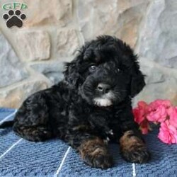 Myla/Cockapoo									Puppy/Female	/9 Weeks,Are you looking for a loving Cockapoo puppy? Take a look at these cuties! Each puppy is up to date on shots and dewormer and vet checked! The breeder offers a health guarantee as well! If you are looking for a well socialized puppy to add to your family contact the Joel today! 