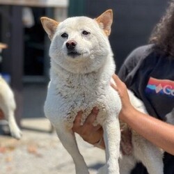 Adopt a dog: White Lytnen/Shiba Inu/Female/Adult,Welcome sweet 6yo White Lytnen to Final Victory Rescue. Shiba Inu, Lytenen, is just one of a large and wonderful group of pups rescued from a life as caged breeder dogs. These deserving pups are going to be a bit shy at first as they get accustomed to the good life as a loved family pet. Patience required but so rewarding! She is a cool customer with adorable foxy features! She is a good girl! All FVAR pups are available with the option of foster to adopt to make sure both adopter and pup are meant for each other!   

If you think White Lytnen is right for your family please fill out the adoption application FIRST at finalvictoryrescue.com. We process applications FAST! 

Direct all questions to fvarinfo@gmail.com. All pups originate in SC where they are rescued. Virtual meet and greets provided when apps are submitted. We transport weekly to the NE states and transport fees are included in the adoption fee. Please check us out on social media!!!
https://www.facebook.com/finalvictoryrescue
https://www.facebook.com/groups/545137780510207
