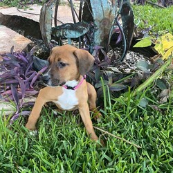 Adopt a dog:Oleander /Beagle/Female/Baby,Oleander is a 3-month-old, 15 lb female, beagle/hound mix.
Oleander is currently located in South Texas and will be transported. 
Hello! My name is Oleander. I am still a puppy so I get burst of energy throughout the day. I do have my down times when I enjoy laying on the kitchen rug and watching my foster mom cook. I'm such a good dog. Even though I am a puppy, I haven't destroyed a single item in my foster home or yard. My foster mom says I'm a very smart pup and a quick learner. I'm getting the hang of potty training and working on crate training. I have a foster sibling that's a cat. I like her but she likes her space, so I keep my distance. I like to think I am a lot of fun and I'm looking forward to bring some of that fun and joy into your family. 

Our organization only adopts within the United States.

Faith and Hope is a multi-state rescue with locations in Texas, Washington, Oregon, Maryland, and Connecticut. All dogs and cats are rescued from the state of Texas to be transported to Washington, Oregon, Connecticut and Maryland with placement in their adoptive family’s homes. Our $700 adoption fee includes all core vaccinations (DHPP, rabies, spay/neuter, microchip and transportation)

If interested in learning more, please email us at faithandhopeadoptions@gmail.com or fill out our online application.

https://www.faithandhopefoundation.org/adoptionapp

If interested in learning more about our adoptable dogs, cats and adoption process, or our foster home program, please contact us at above email.

Due to the number of requests that we receive on our cats, kittens, puppies and dogs, please be advised that all adoption applications are processed in the order received. Once we send you an application, your place in line does not get reserved until your application is returned to us.