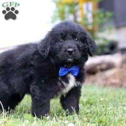 Bartlett/Newfoundland Mix									Puppy/Male	/9 Weeks,With an adorable chunky body and the cutest face you have ever seen, Bartlett will melt your heart in no time. His luscious coat makes him totally squish-able. He takes belly rubs very seriously and is always down to snuggle for a quick nap. He is incredibly loving, and always offers the best slobbery kisses. Romping in the yard is another favorite activity of his…he will follow you everywhere, sniffing everything his little nose can find. 