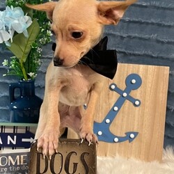 Adopt a dog:Nash/Dachshund/Male/Baby,Nash is a 10 week old dachshund/chihuahua mix. He is sweet, playful and loves attention and affection! If you think this is your guy text 408-849-1080